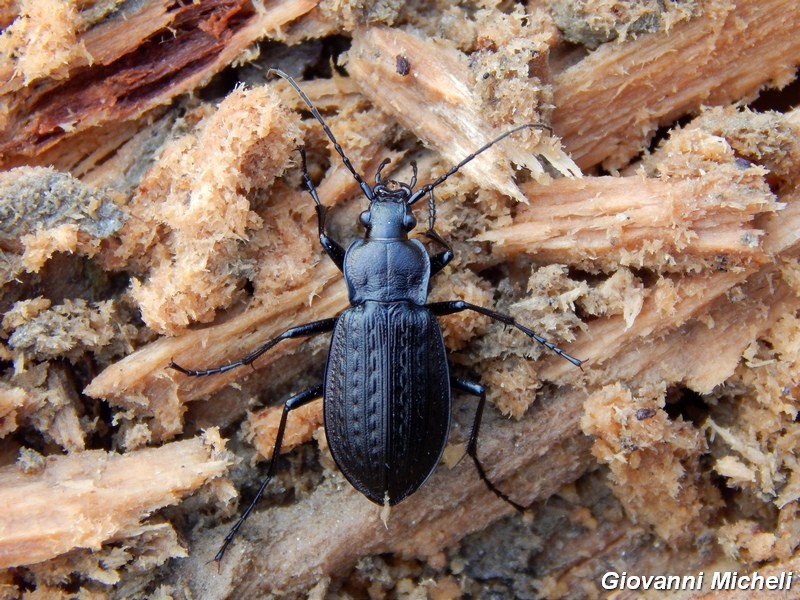 Carabus granulatus interstitialis